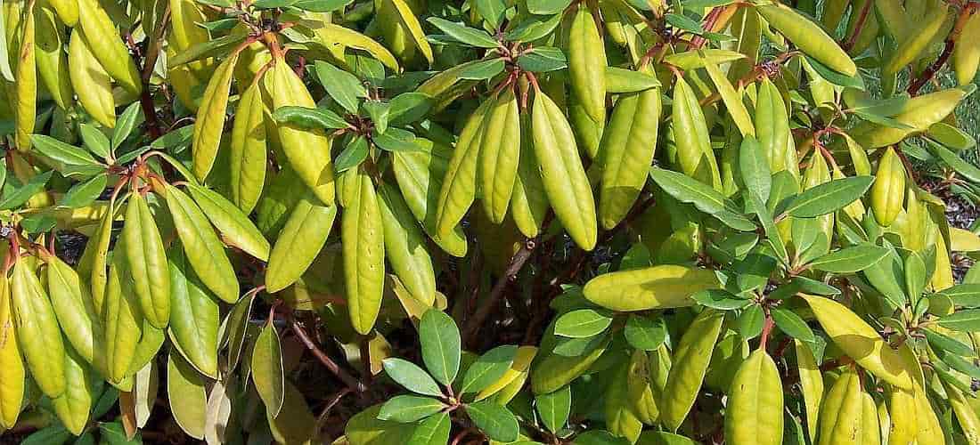 Έλειψη Αζώτου σε Ροδόδεντρα