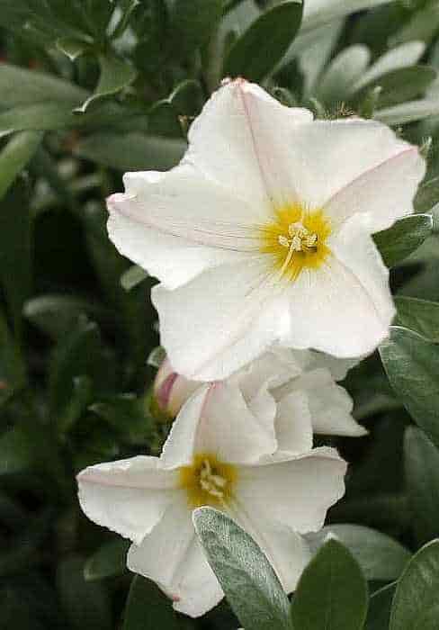 Τα Ανοιχτά Λουλούδια του Κονβόλβουλου