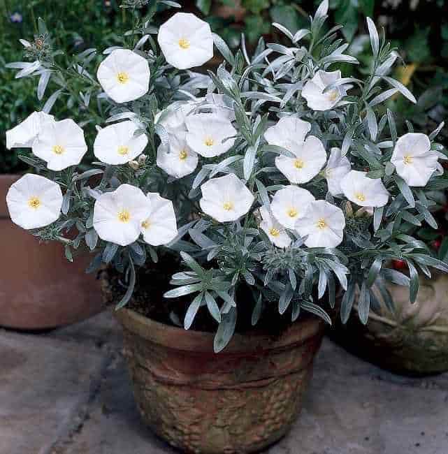 Φυτό Κονβόλβουλου Ανθισμένο σε Πήλινη Γλάστρα