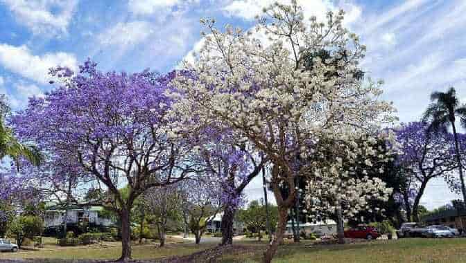 Γιακαράντα Λευκή και Μπλε στην Πόλη Gympie - Αυστραλία