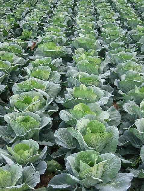 Propagation of Headed Cabbage - Cabbage in Dense Planting Arrangement, in the Field