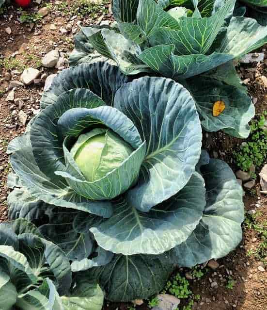 Propagation of Headed Cabbage - Developed Headed Cabbages Near the Harvest