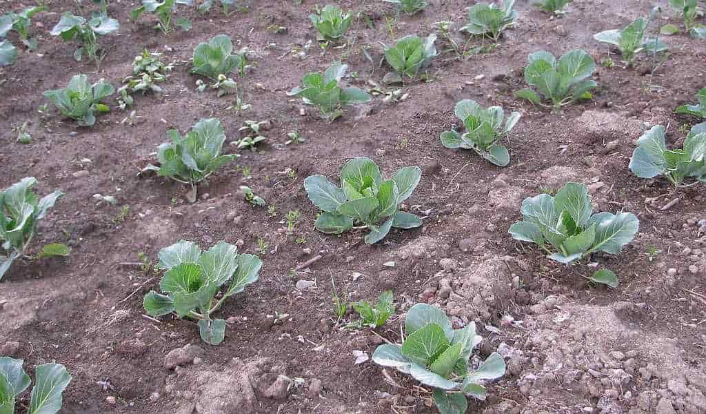 Propagation of Headed Cabbage - Headed Cabbages at the Beginning of the Crop