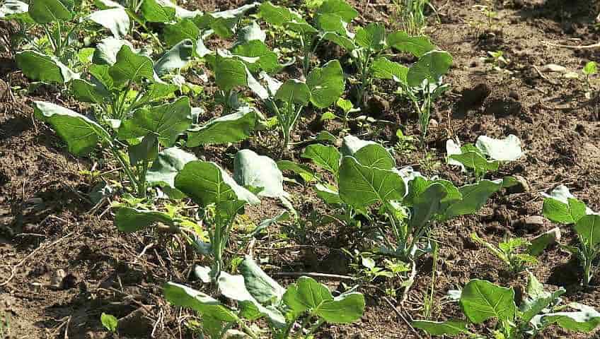 Young Plants of Headed Cabbage