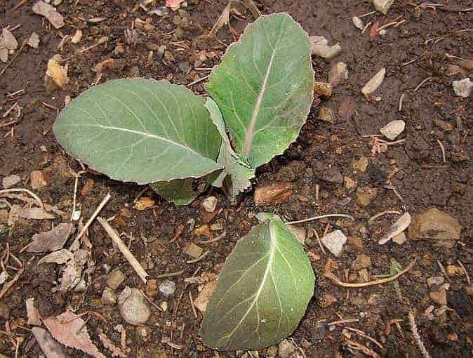 Transplanted Seedling of Headed Cabbage