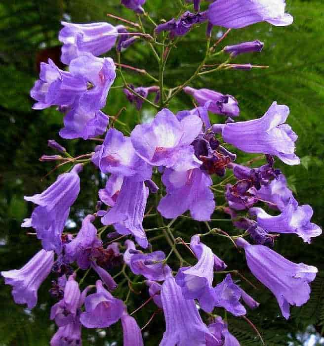 Η Βοτρυώδης Ταξιανθία του Δέντρου της Γιακαράντας