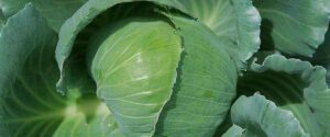 Φύλλα & Εξαιρετικά Καλοσχηματισμένη Κεφαλή Λάχανου