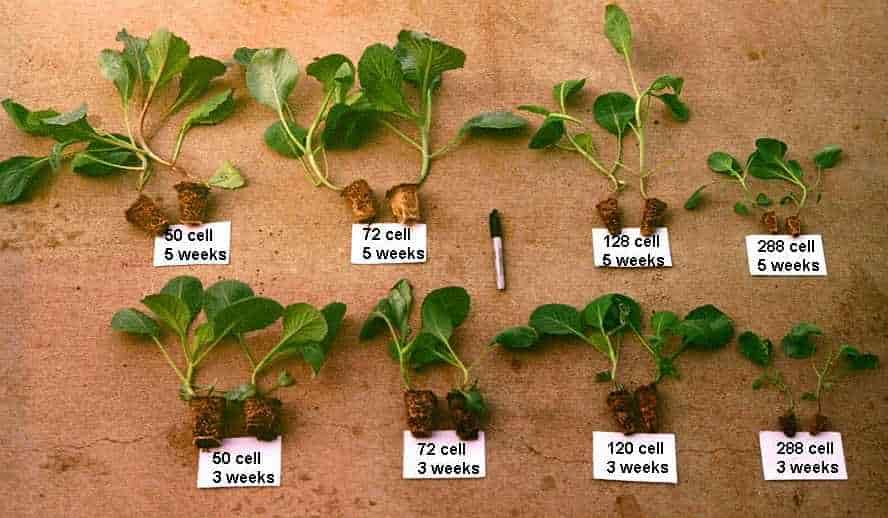 Seeding Cabbage Methods - Cabbage Seedlings At Different Stages of Growth