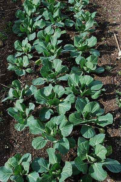 Seeding Cabbage Methods - Cabbage Plants at an Early Growing Stage