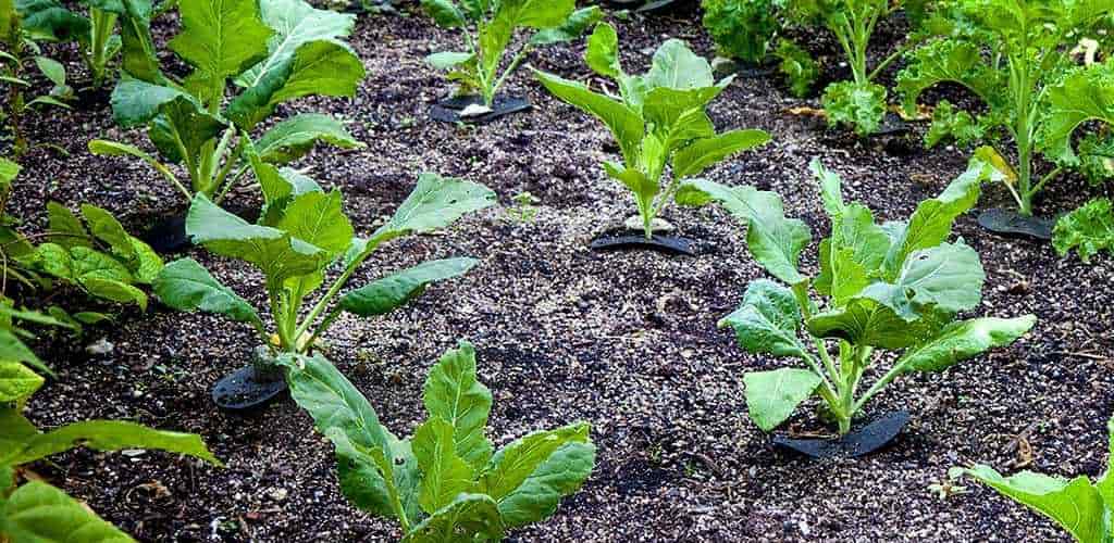 Seedlings of Cabbage Recently Transplanted