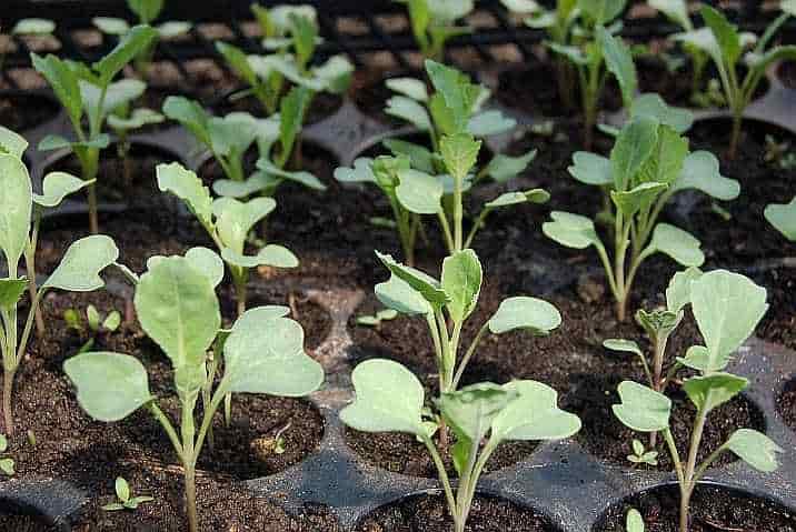 Young Cabbage Seedlings in Seed Trays