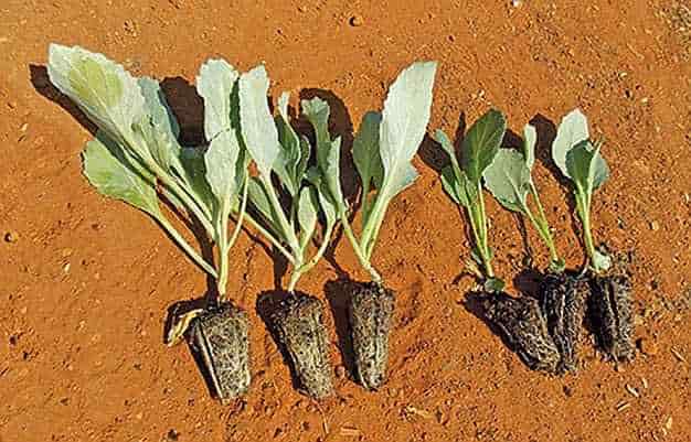 Seeding Cabbage Methods - Young Cabbage Seedlings Ready for Transplanting