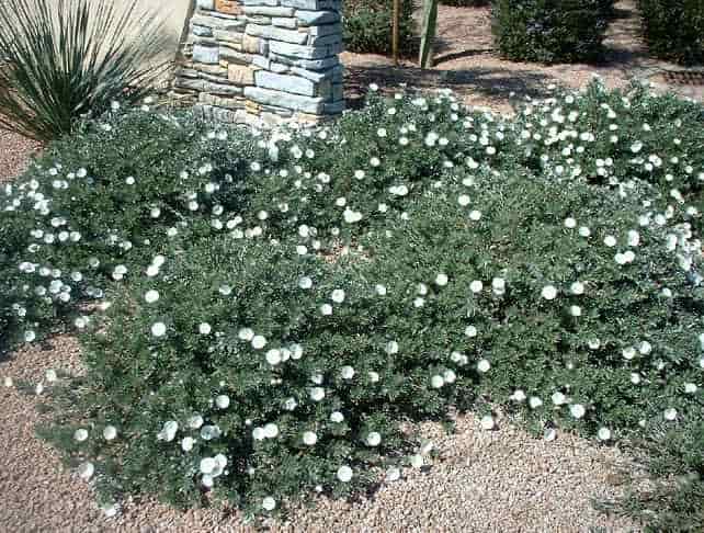 Κονβόλβουλος - Ομαδική Φύτευση Κονβόλβουλων σε Χαλίκι