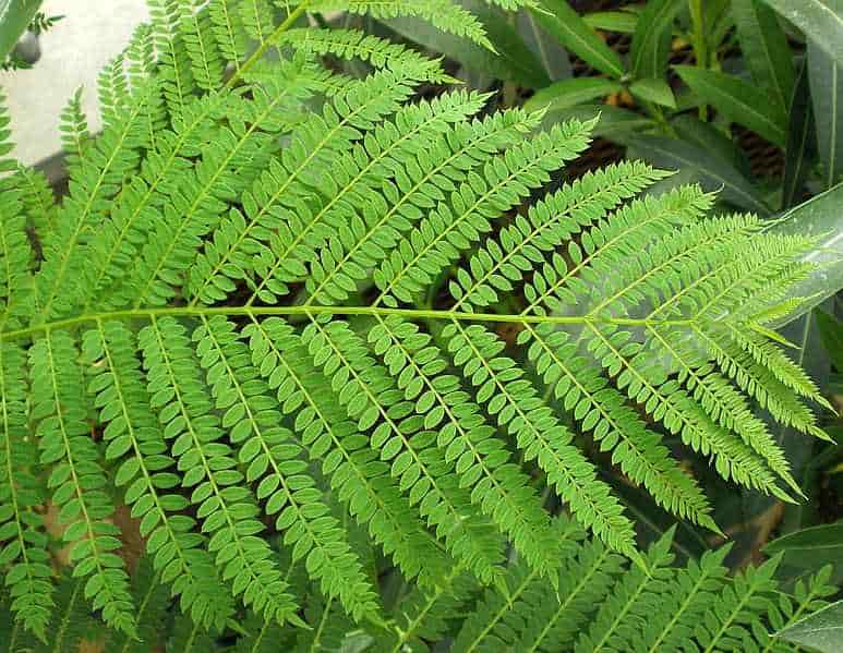 Τα Δις Πτεροσχιδή Φύλλα του Δέντρου Μπλε Τζακαράντα