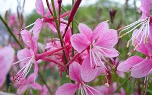 The Striking Pink Flowers of the Plant
