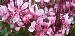 The White-Pink and the Long Yellow Stamens of Lindheimer's &Beta;eeblossom