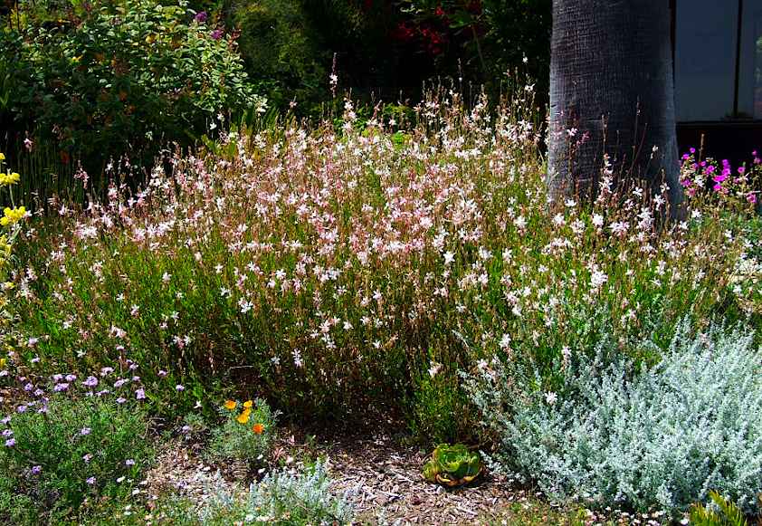 Ανθισμένη Γκάουρα σε Σύνθεση στον Κήπο