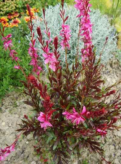 Οινοθήρα 'Siskiyou Pink' Φυτό Ανθισμένο