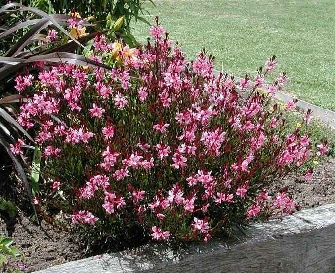 Ροζ Γκάουρα 'Siskiyou Pink', Ένα Ανθισμένο Φυτό σε Παρτέρι