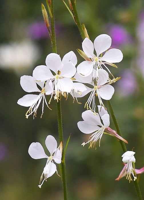 Γκάουρα - Μέρος της Ανθοταξίας και τα Άνθη της Γκάουρας