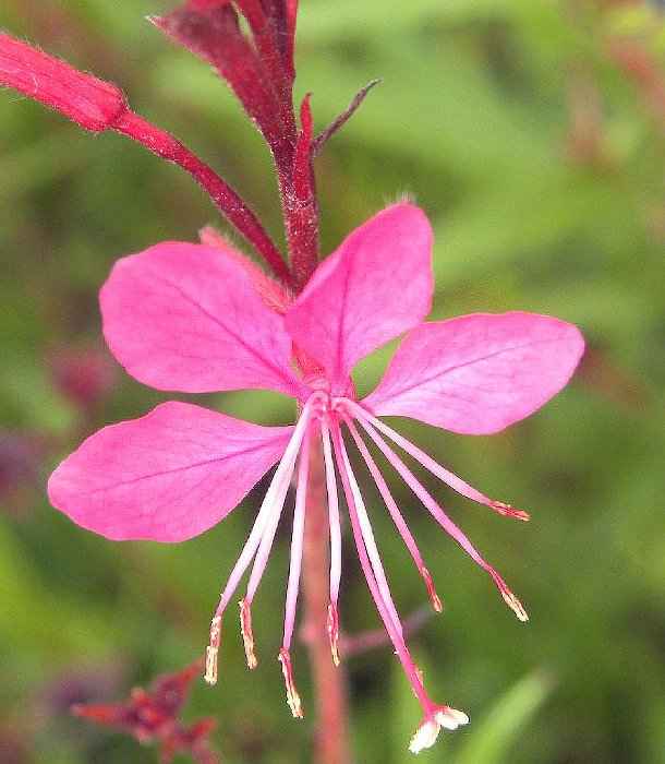 Ροζ Γκάουρα 'Siskiyou Pink, Το Περιάνθιο του Φυτού