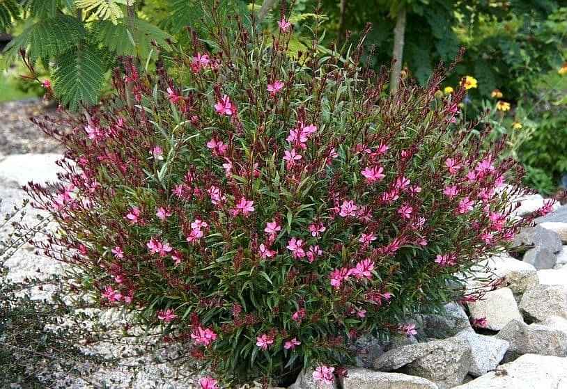 Γκάουρα Ανθισμένη σε Θέση Βραχόκηπου