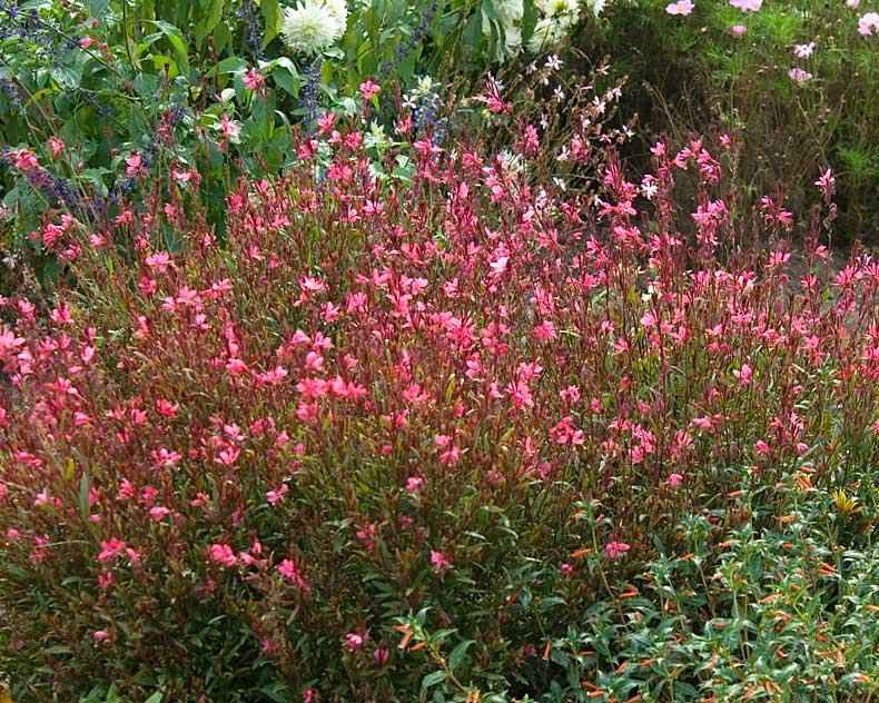 Οινοθήρα 'Siskiyou Pink', Ένα Ανθισμένο Φυτό σε Κήπο