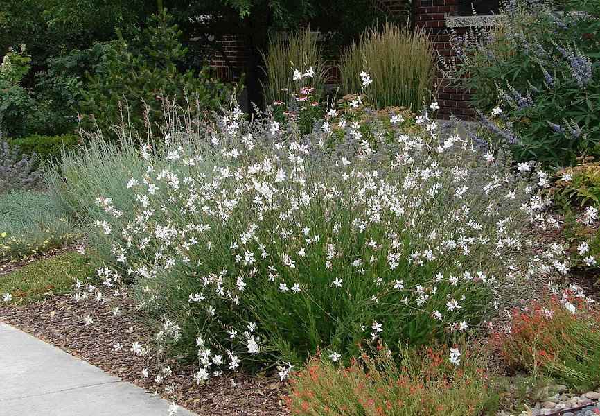 Γκάουρα σε Πλήρη Άνθηση με Λευκά Λουλούδια σε Κήπο