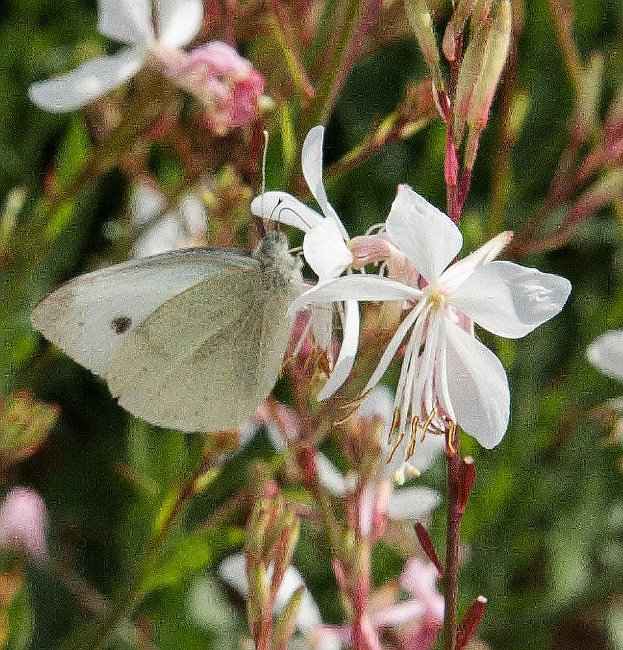 Γκάουρα - Άνθος Γκάουρας που το Επισκέπτεται μια Πεταλούδα