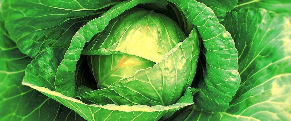 The White Headed Cabbage in the Head Formation Phase