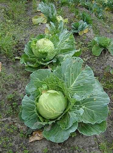 Headed Cabbage Climatic Requirements - Cabbages in the Field Close to Harvest