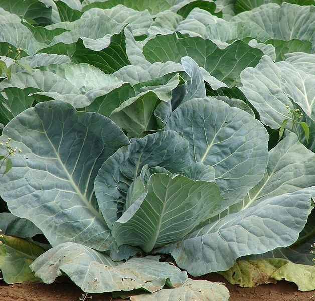 Headed Cabbage Climatic Requirements - Development of Headed Cabbage before Formed Head