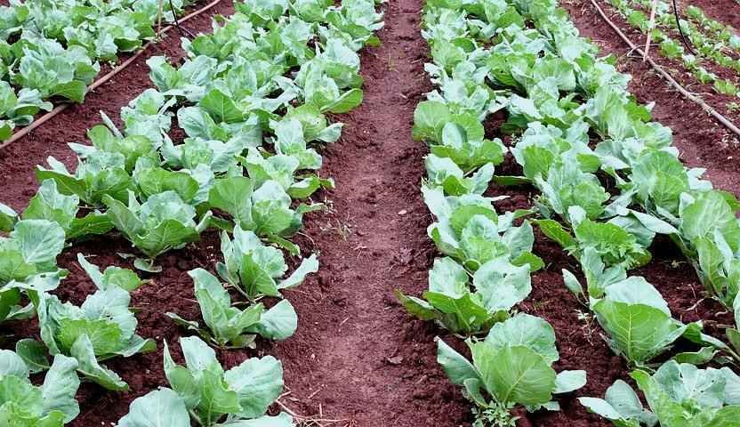 Headed Cabbage (Brassica oleracea var. capitata) in the Field