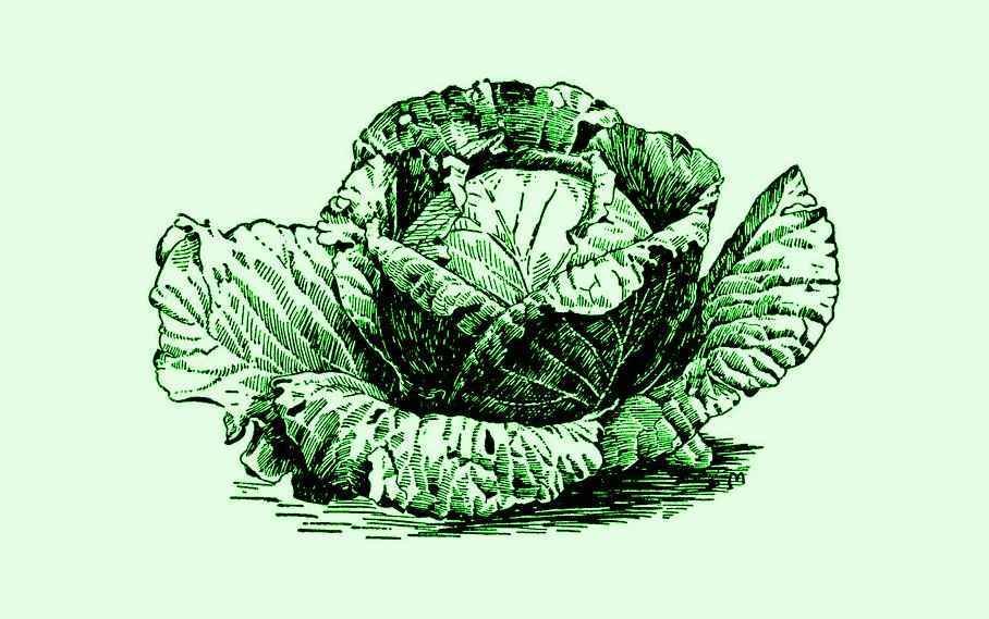 Headed Cabbage Climatic Requirements - Artistic Representation Of a Headed Cabbage Plant