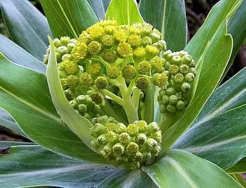The Inflorescence of Headed Cabbage at the 2nd Year