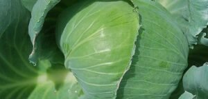 &Kappa;&alpha;&tau;ά&lambda;&lambda;&eta;&lambda;&omicron; Έ&delta;&alpha;&phi;&omicron;&sigmaf; &gamma;&iota;&alpha; &tau;&eta;&nu; &Kappa;&alpha;&lambda;&lambda;&iota;έ&rho;&gamma;&epsilon;&iota;&alpha; &tau;&omicron;&upsilon; &Lambda;ά&chi;&alpha;&nu;&omicron;&upsilon; - Brassica oleracea var. capitata - Ά&psi;&omicron;&gamma;&alpha; &Sigma;&chi;&eta;&mu;&alpha;&tau;&iota;&sigma;&mu;έ&nu;&eta; &Kappa;&epsilon;&phi;&alpha;&lambda;ή