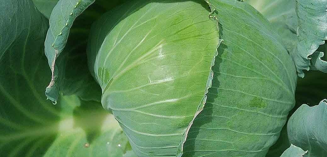 Headed Cabbage Soil Requirements - Perfectly Formed Cabbage Head