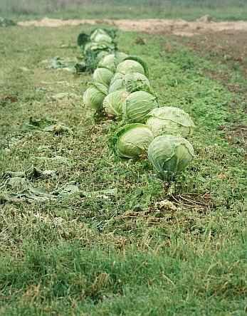 White Head Cabbages Grow on Field