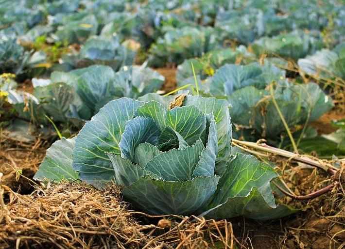 Headed Cabbage with Straw Mulch