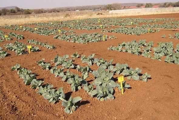 Headed Cabbage Soil Requirements - Experimental Farm with Cabbages
