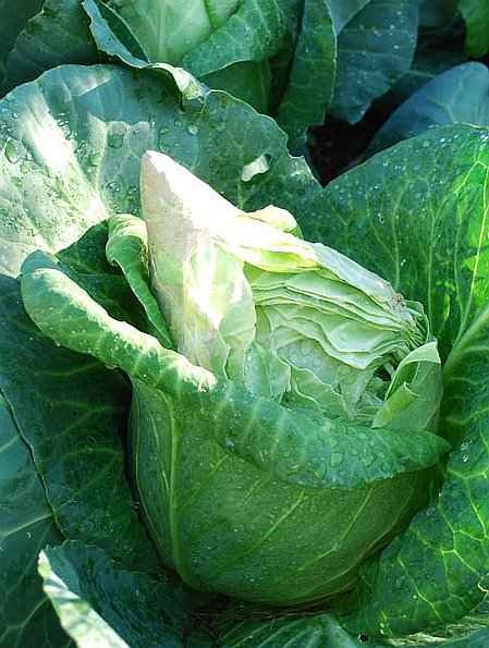 Cabbage in the Formation Phase of the Head