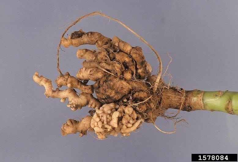 Club Root of Crucifers Caused by the Soil Fungus Plasmodiophora brassicae - © Gerald Holmes