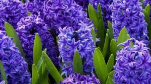 Blue Hyacinths Blooming in the Garden