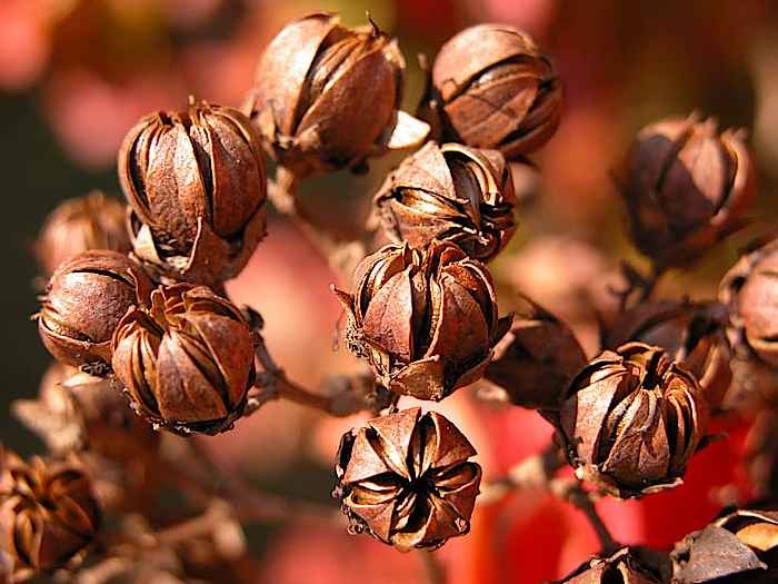 Οι Καρποί Τύπου Κάψας της Lagerstroemia indica - CC Bruce K. Kirchoff http://bioimages.vanderbilt.edu