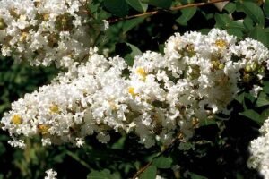 'Acoma' Crapemyrtle White Flowered Inflorescence